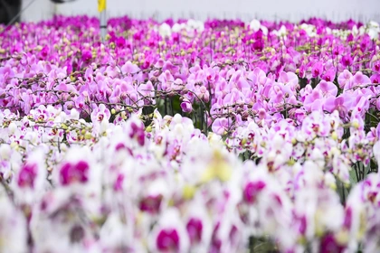 Vườn lan hồ điệp công nghệ cao hơn 3 vạn cây vào vụ Tết